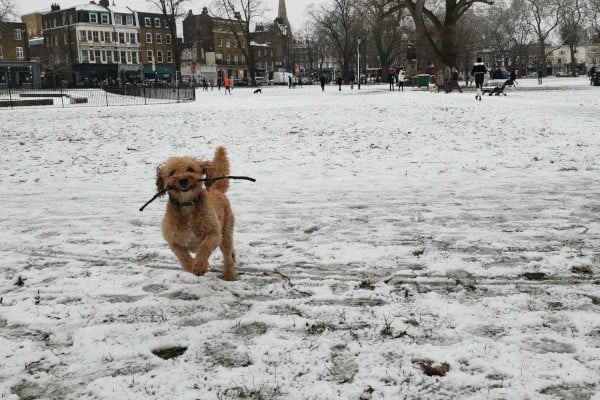Arthur running in the snow with a stick in his mouth