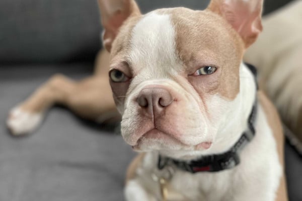 Billy lying down and looking directly into the camera