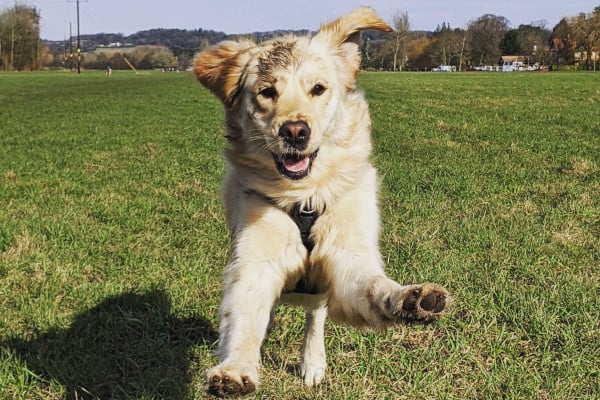 Elma running towards the camera, legs off the ground with a muddy face
