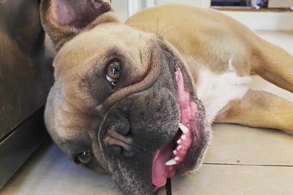Hugo lying down on tiled floor looking at the camera