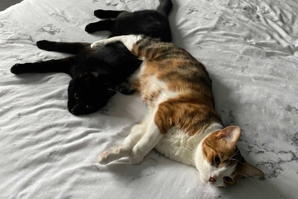 Kovu and Bagheera lying down next to each other on a bed