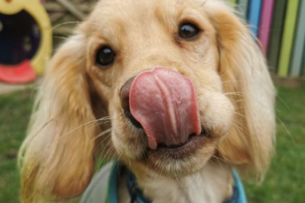 Scout with his tongue out looking at the camera