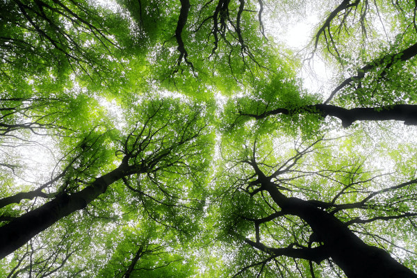 Photo of trees looking up from the ground