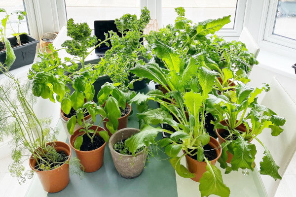 Plants on table