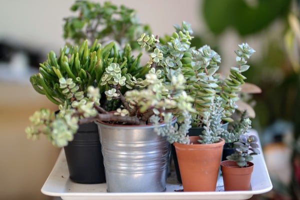 houseplantsspringblog