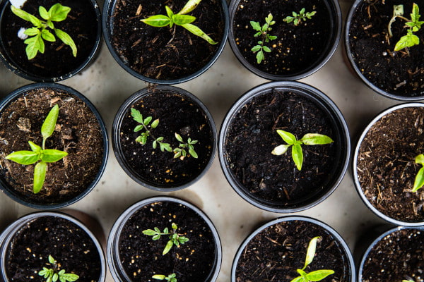 seedlingsinpots-m